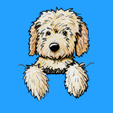 Pocket Goldendoodle
