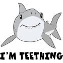 I'm Teething cute shark